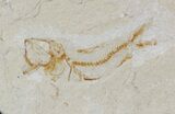 Two Cretaceous Fossil Shrimp & Fish - Lebanon #52781-2